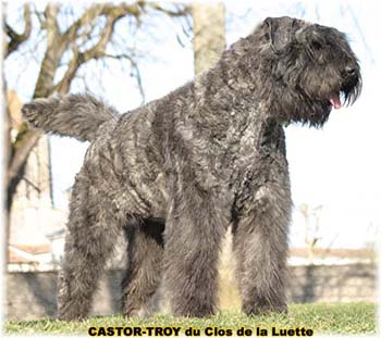 bouvier des flandres du clos de la luette - copyright déposé